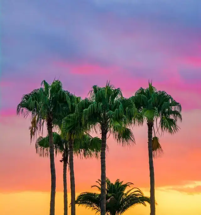 Palm trees in Honolulu, Hawaii