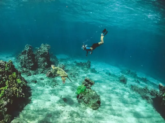 Scuba diver swimming above a coral reef and sea turtle in Hawaiʻi waters.